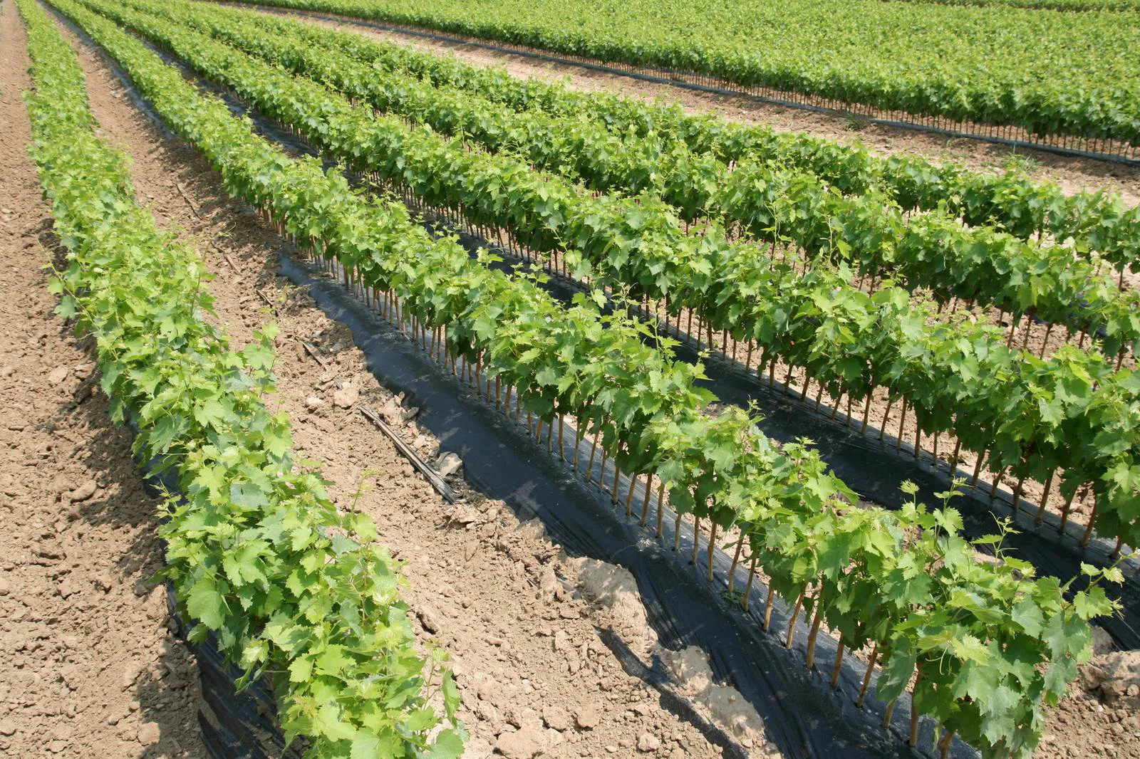Prodotti per l'agricoltura Verona