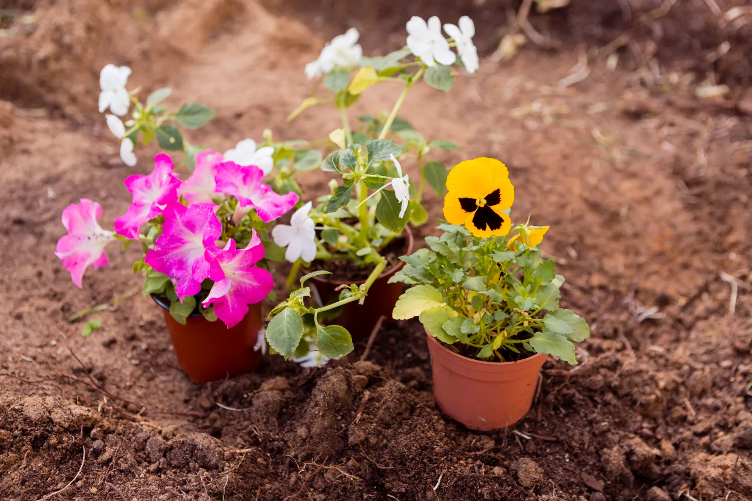 Fiori