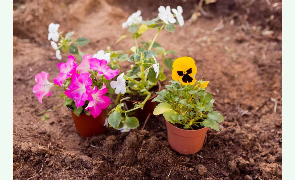 Fiori
