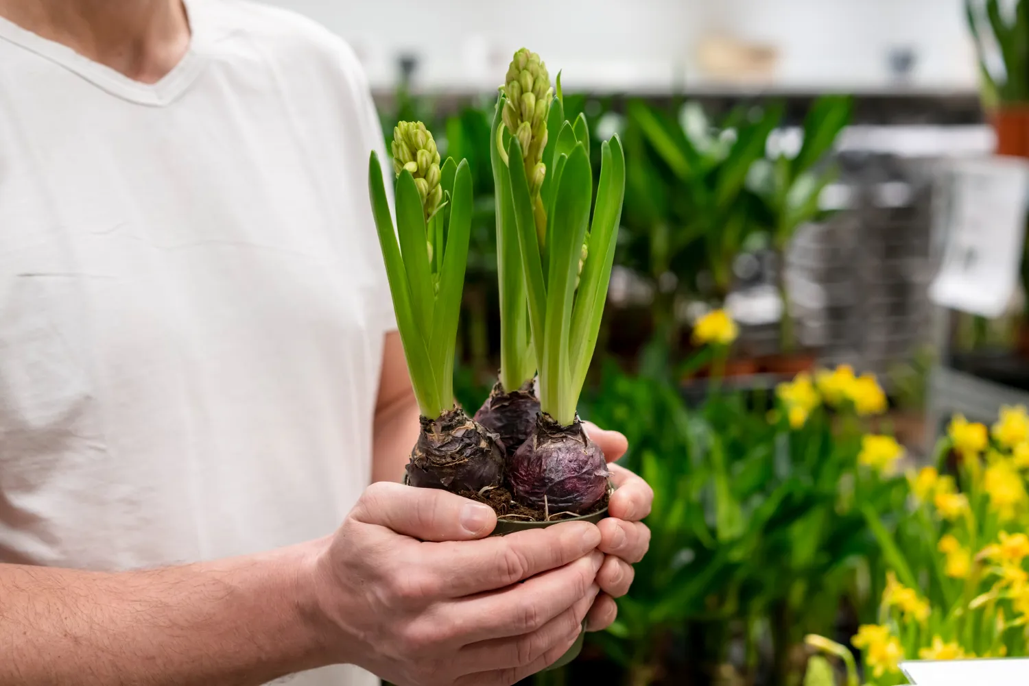 bulbi di fiori