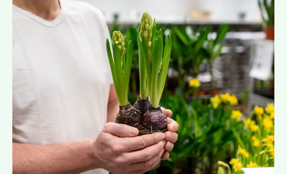 bulbi di fiori