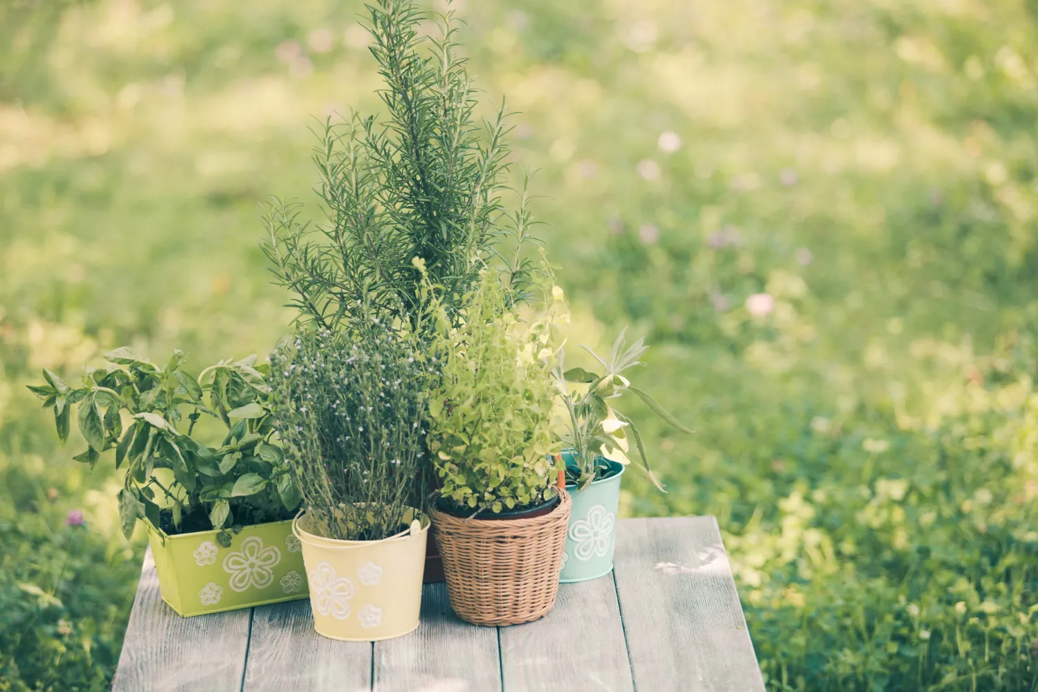 Aromatic Plants