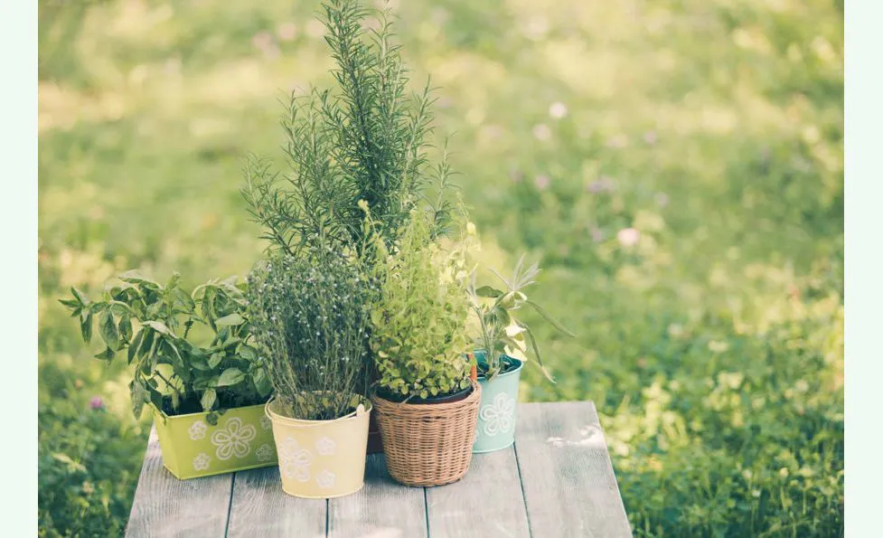 Aromatic Plants
