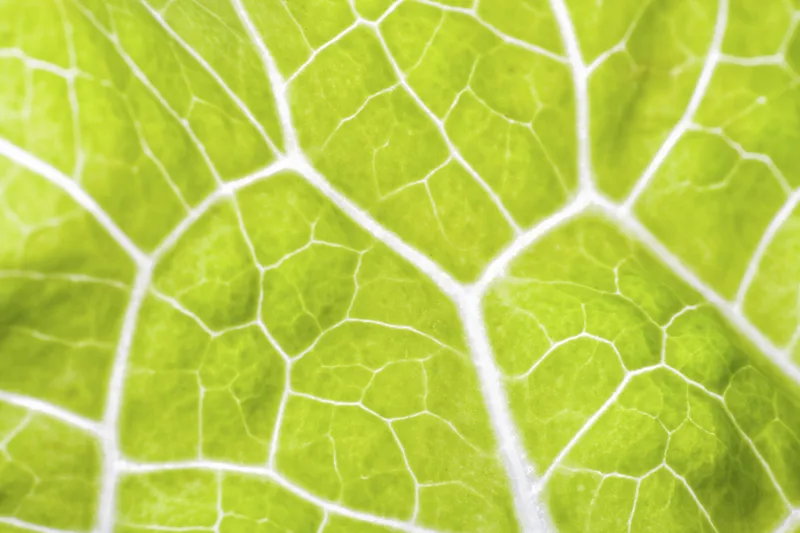 Phytopathological Analysis Verona