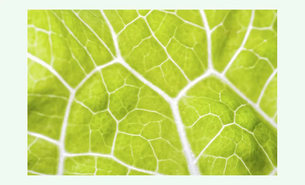 Phytopathological Analysis Verona