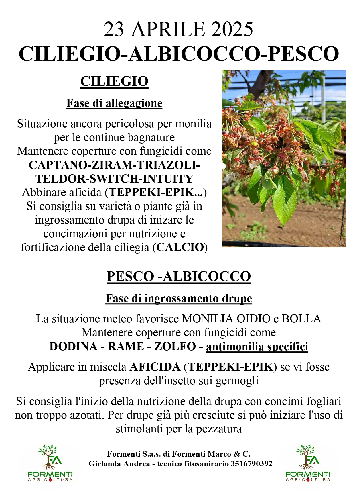 Ciliegio, pesco e albicocco