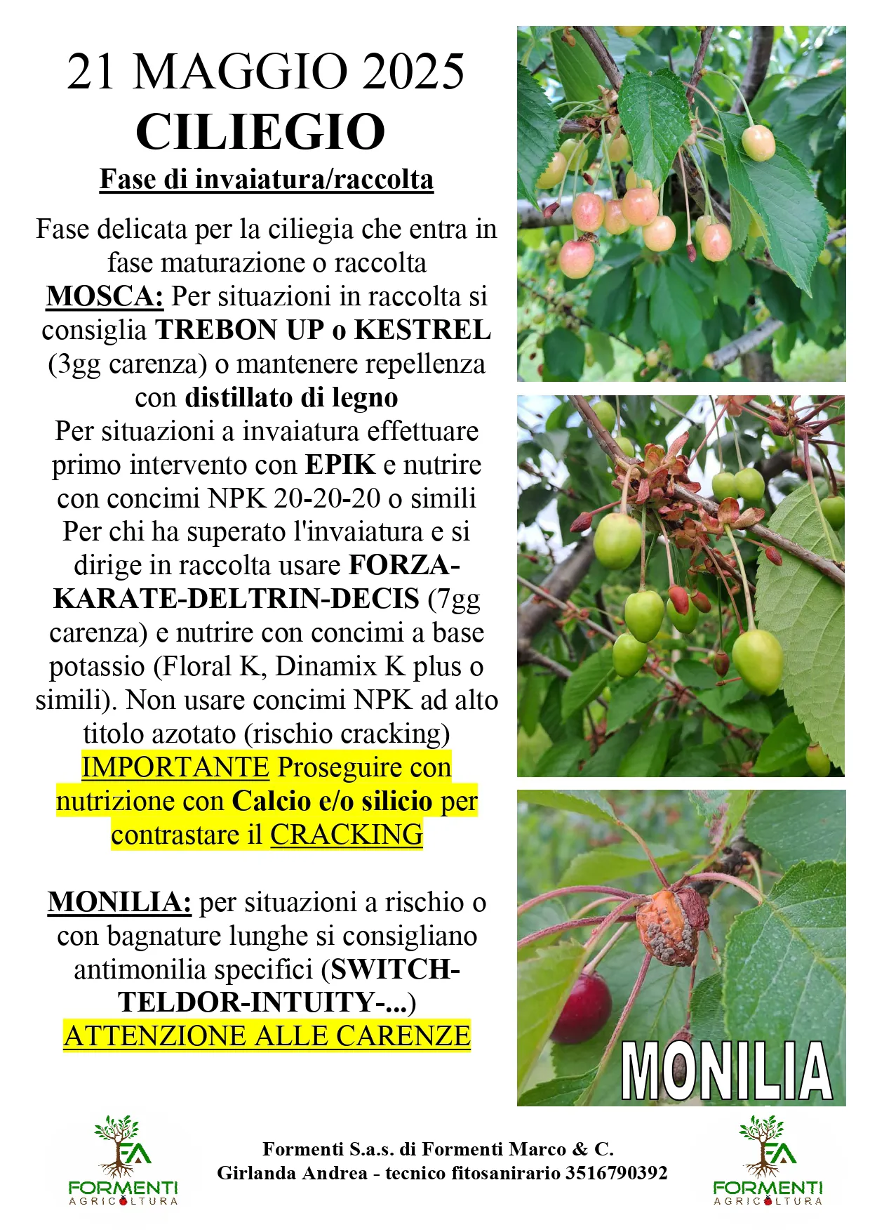 Ciliegio