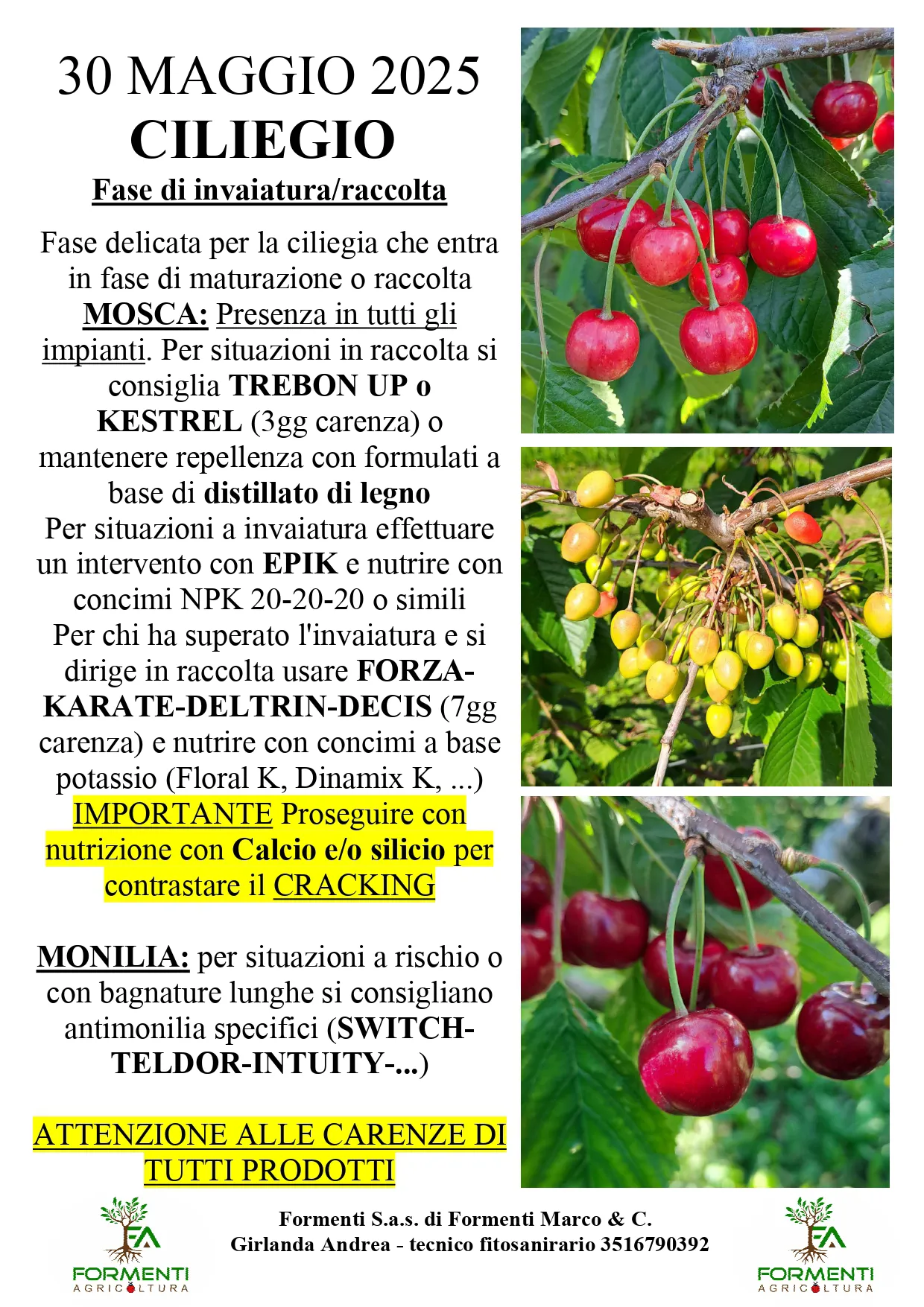 Ciliegio