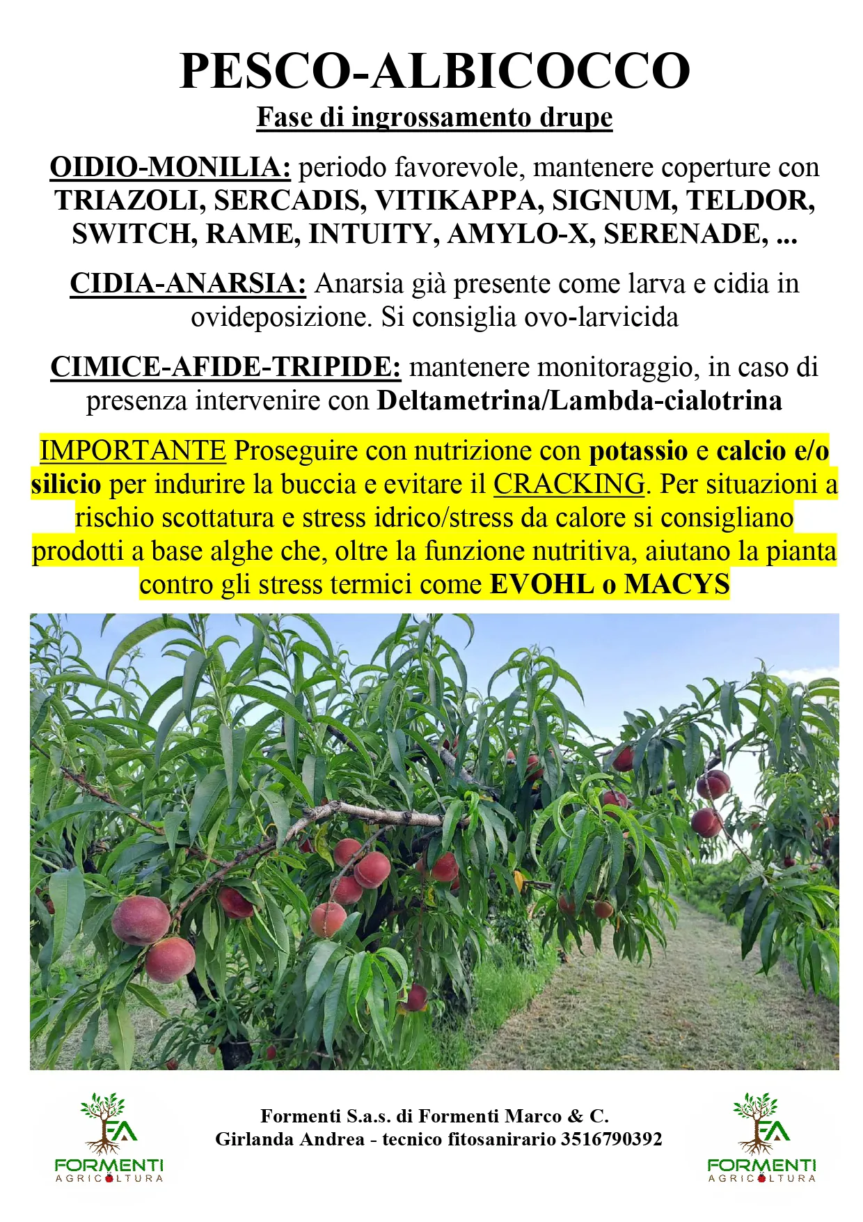 Pesco e albicocco