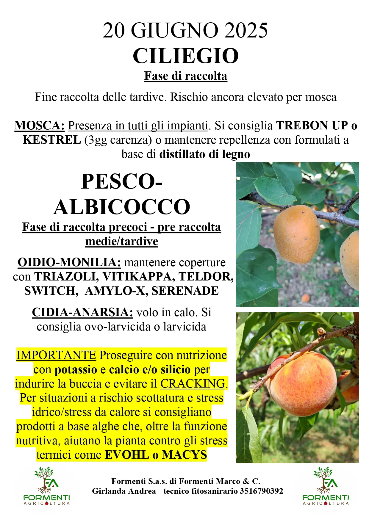 Pesco e albicocco