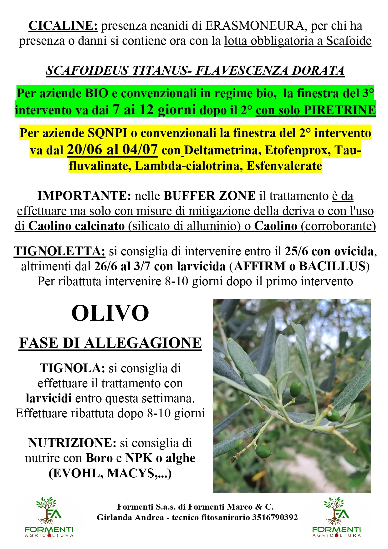 Vite e olivo