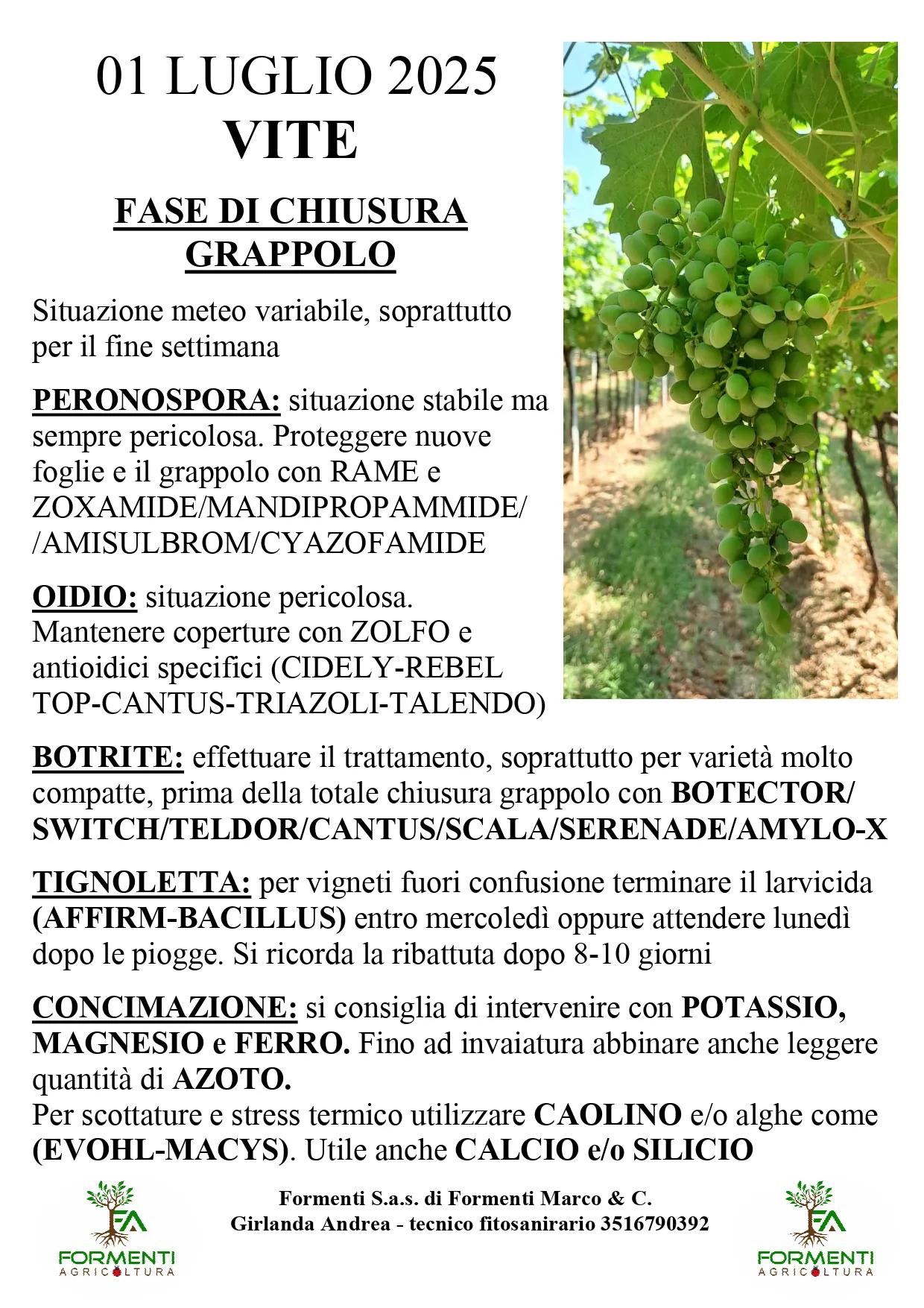 Vite e olivo