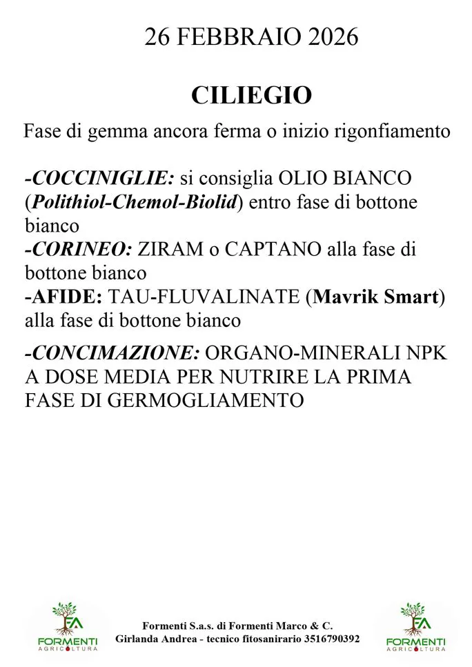 Ciliegio