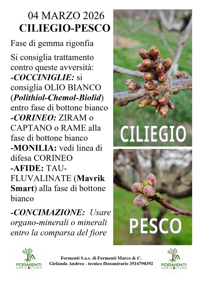Pesco e ciliegio