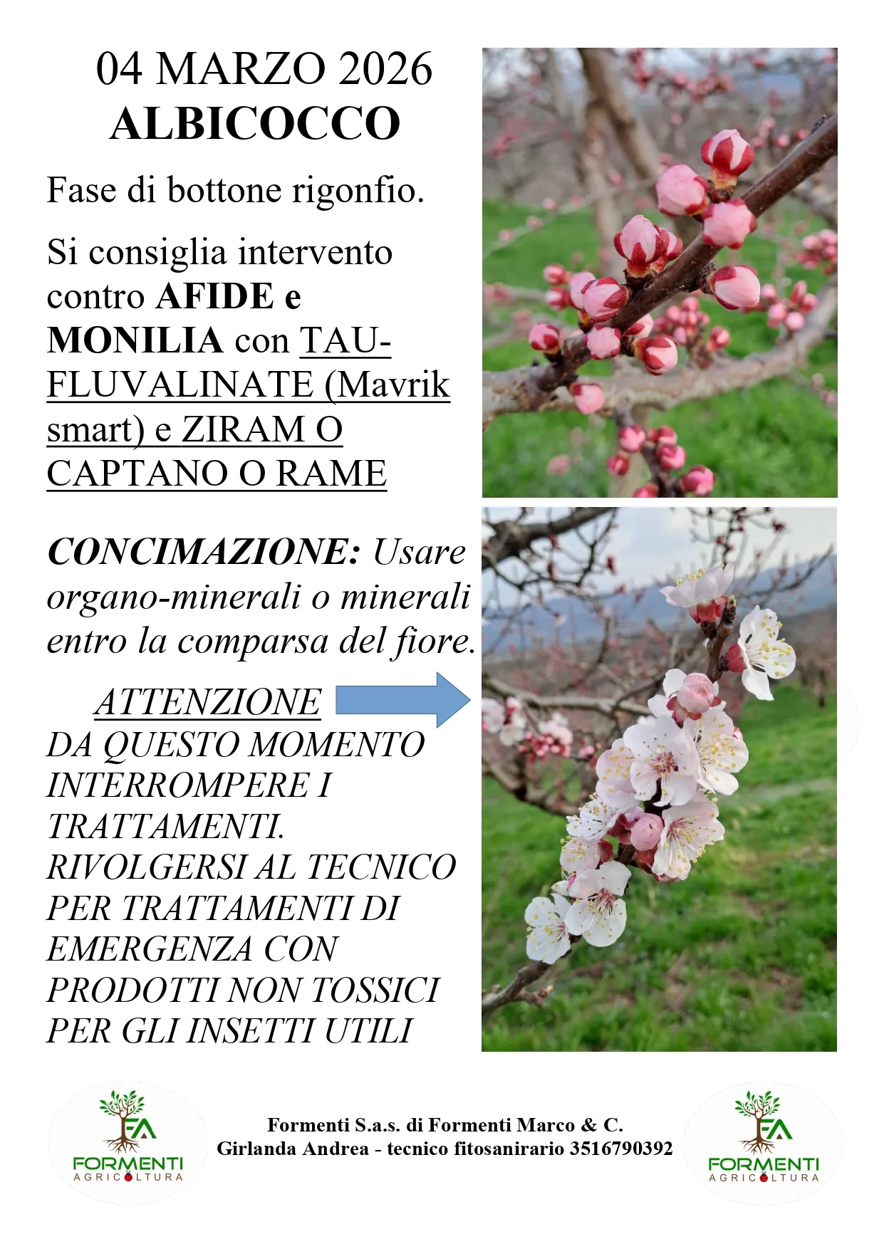 Albicocco