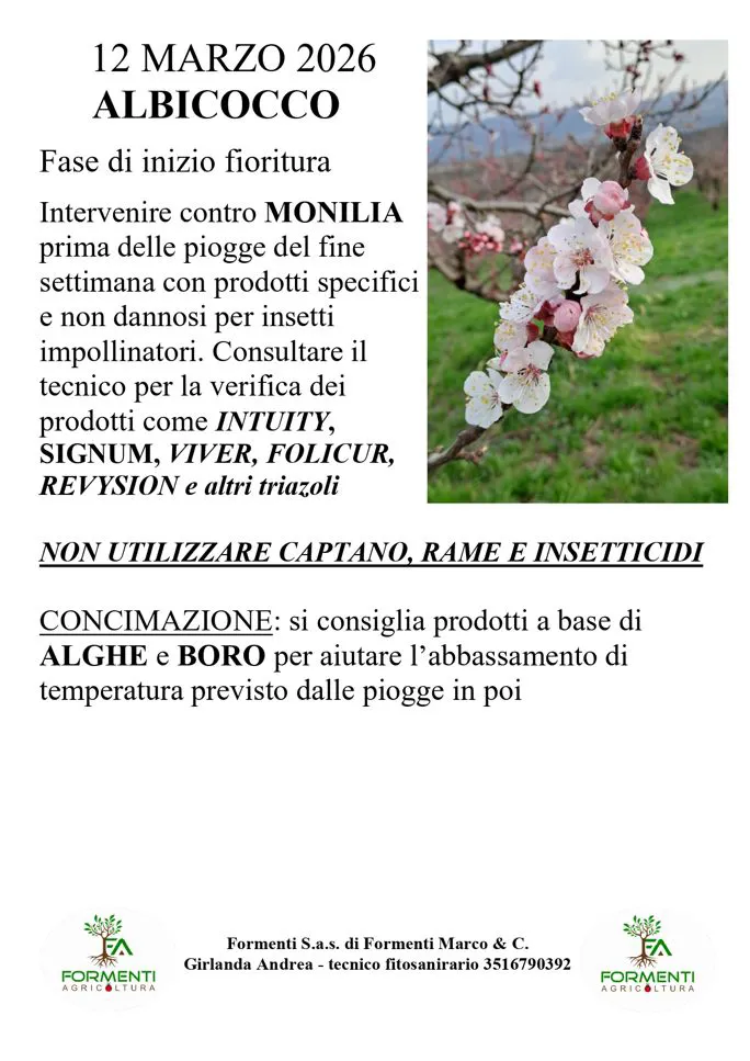 Albicocco