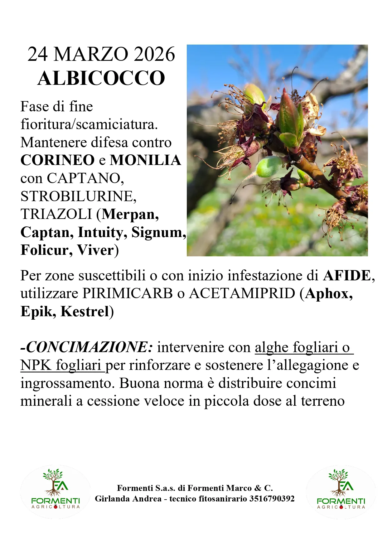 Albicocco