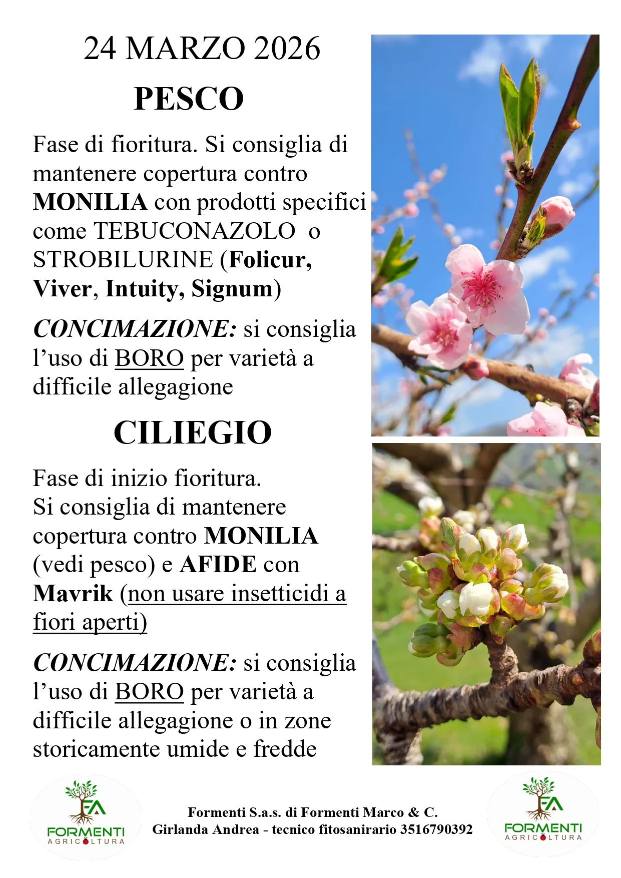 Pesco e ciliegio