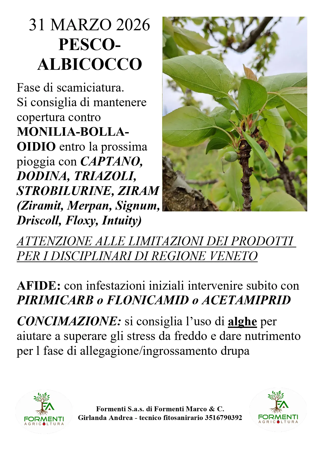 Pesco e albicocco