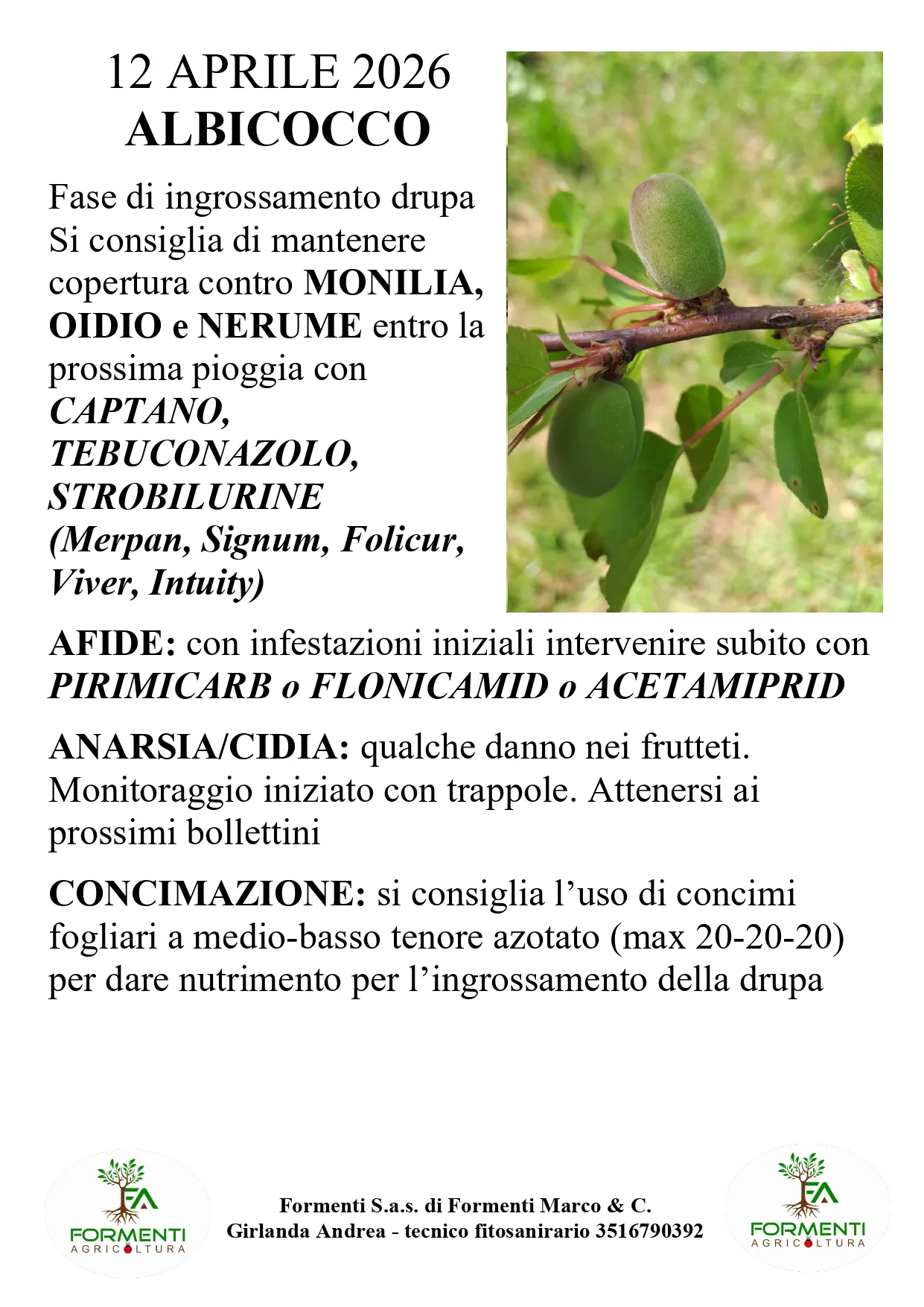 Albicocco