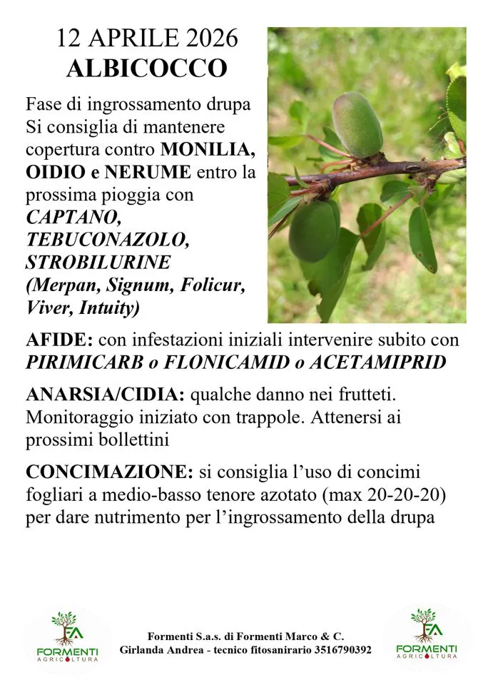 Albicocco