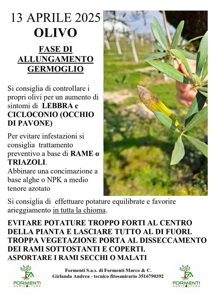 Olivo