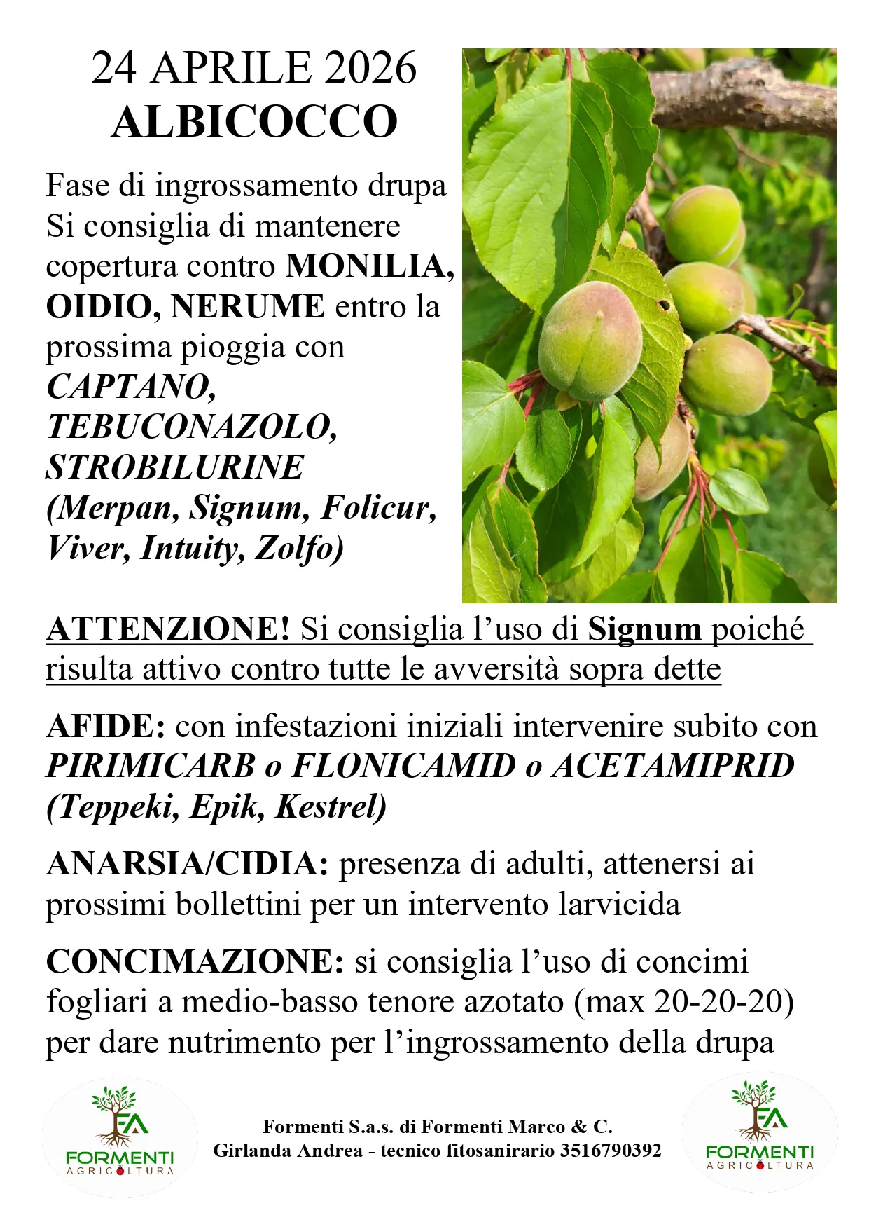Albicocco