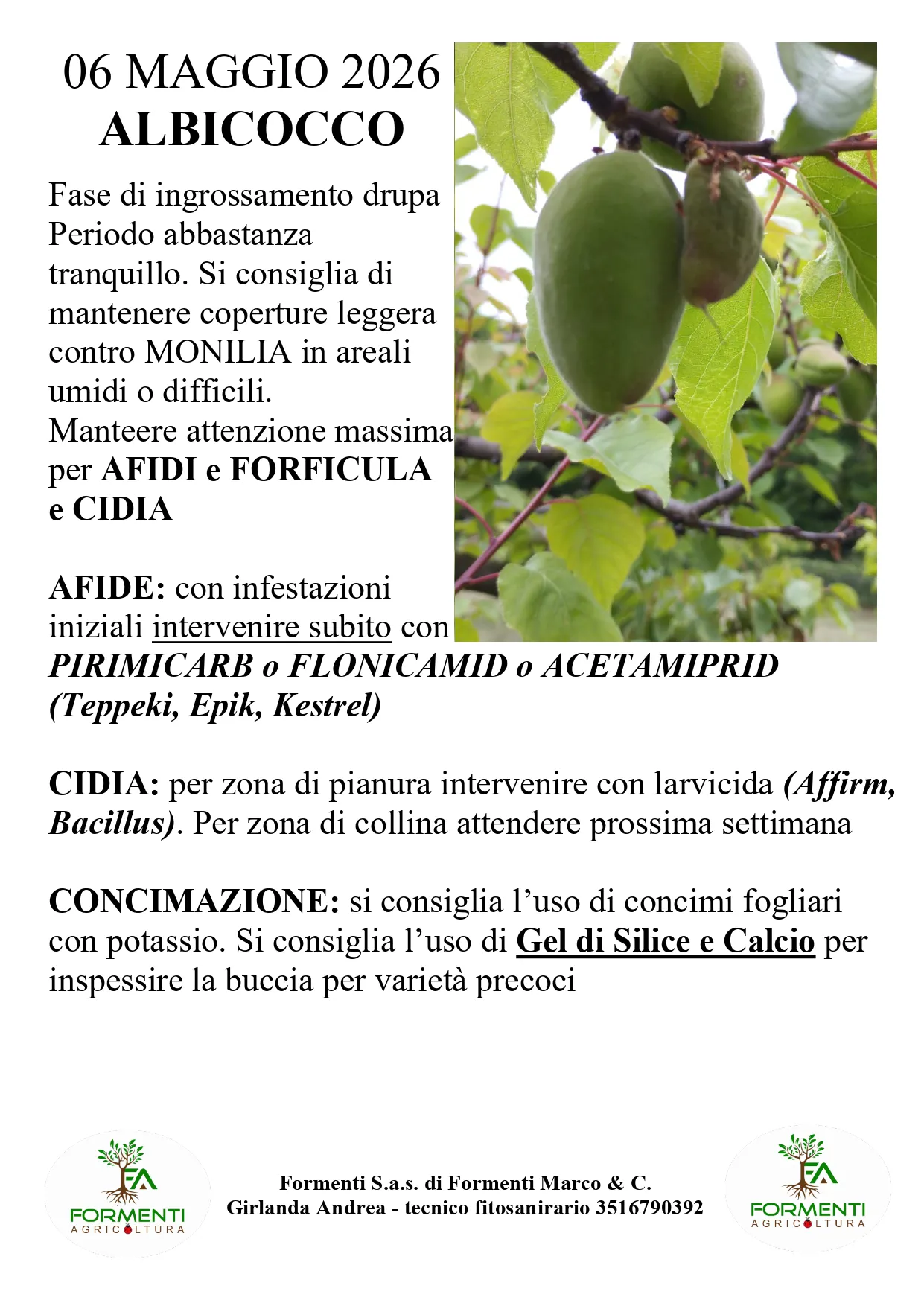 Albicocco
