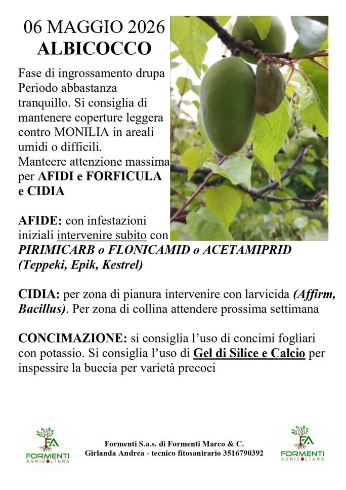 Albicocco