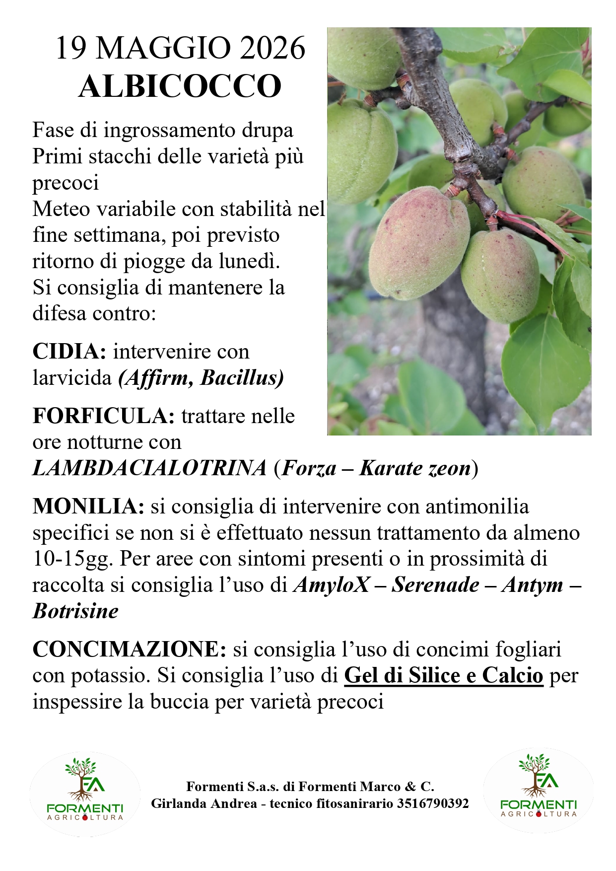 Albicocco