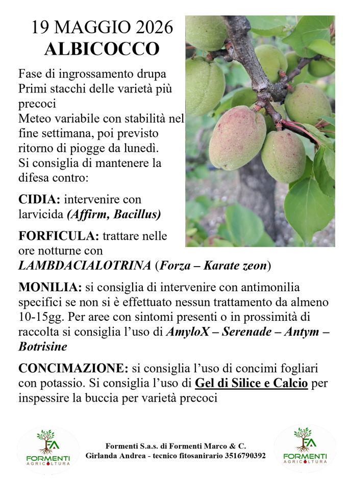 Albicocco