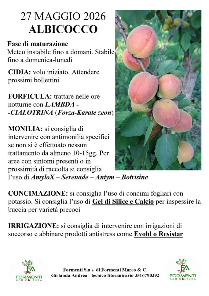Albicocco