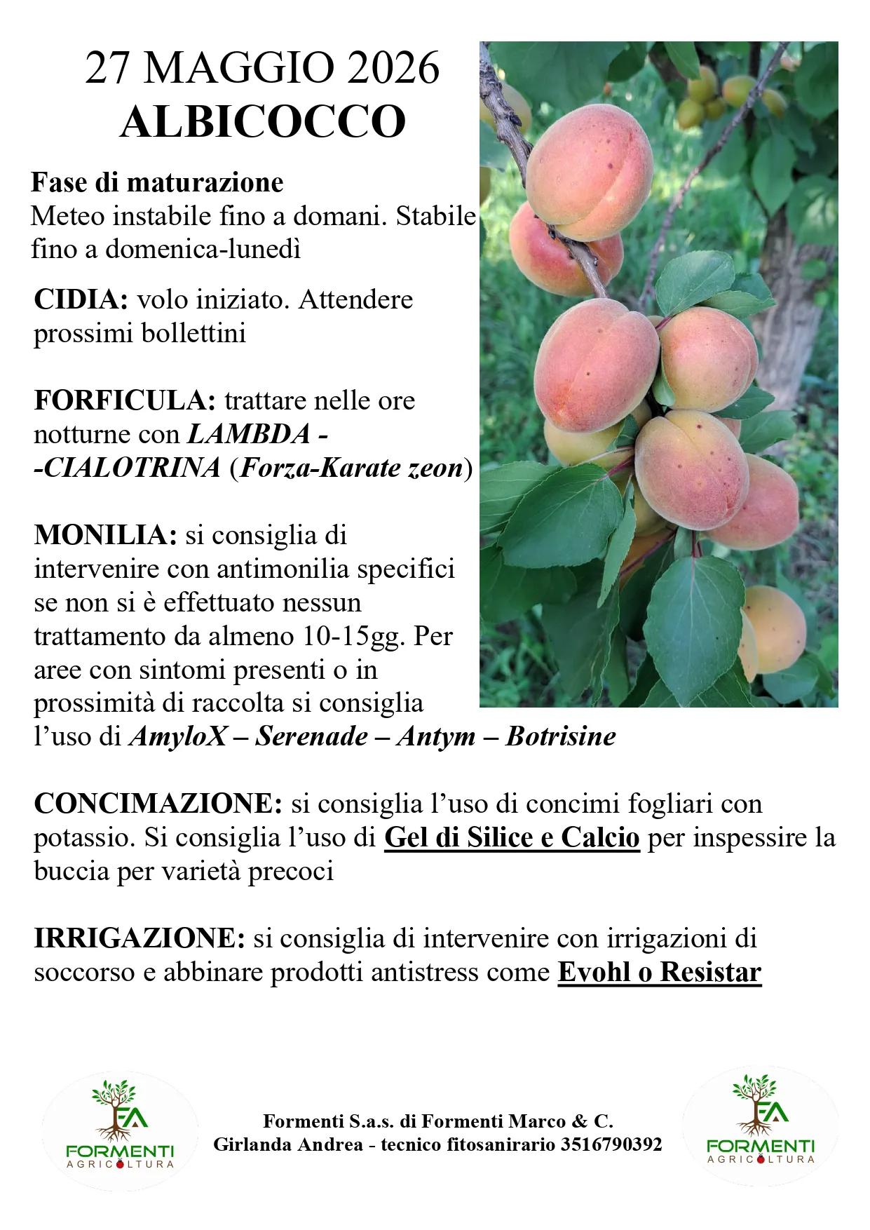 Albicocco
