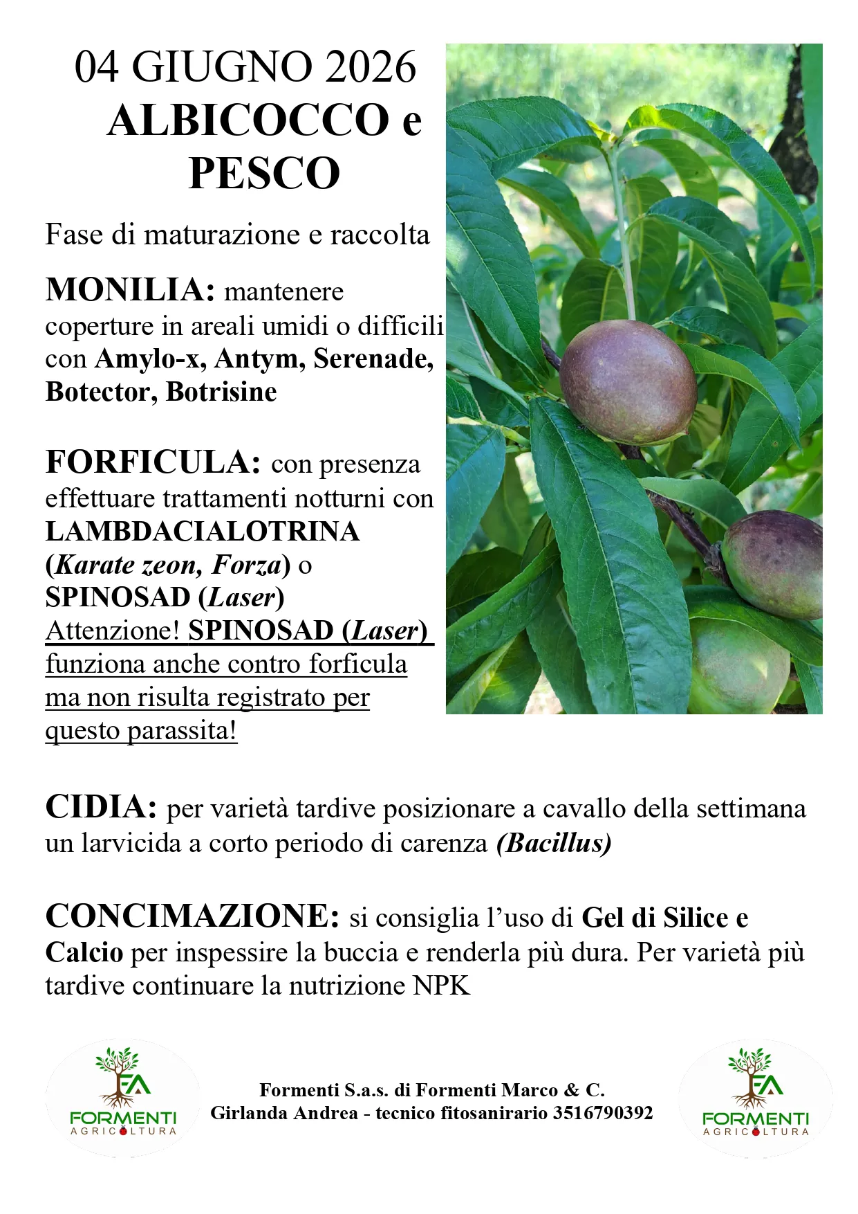 Albicocco e pesco