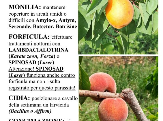 Albicocco e pesco