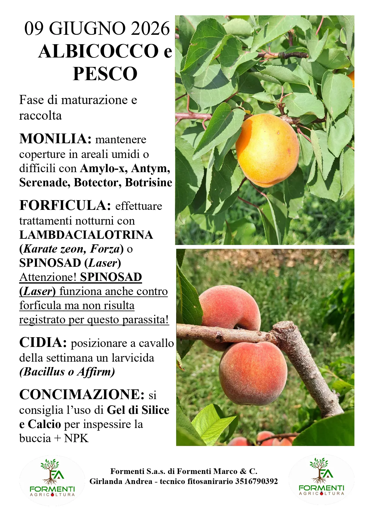 Albicocco e pesco