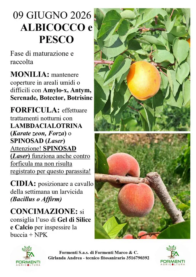 Albicocco e pesco