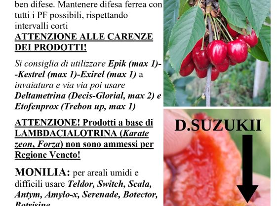 Ciliegio