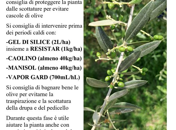 Olivo