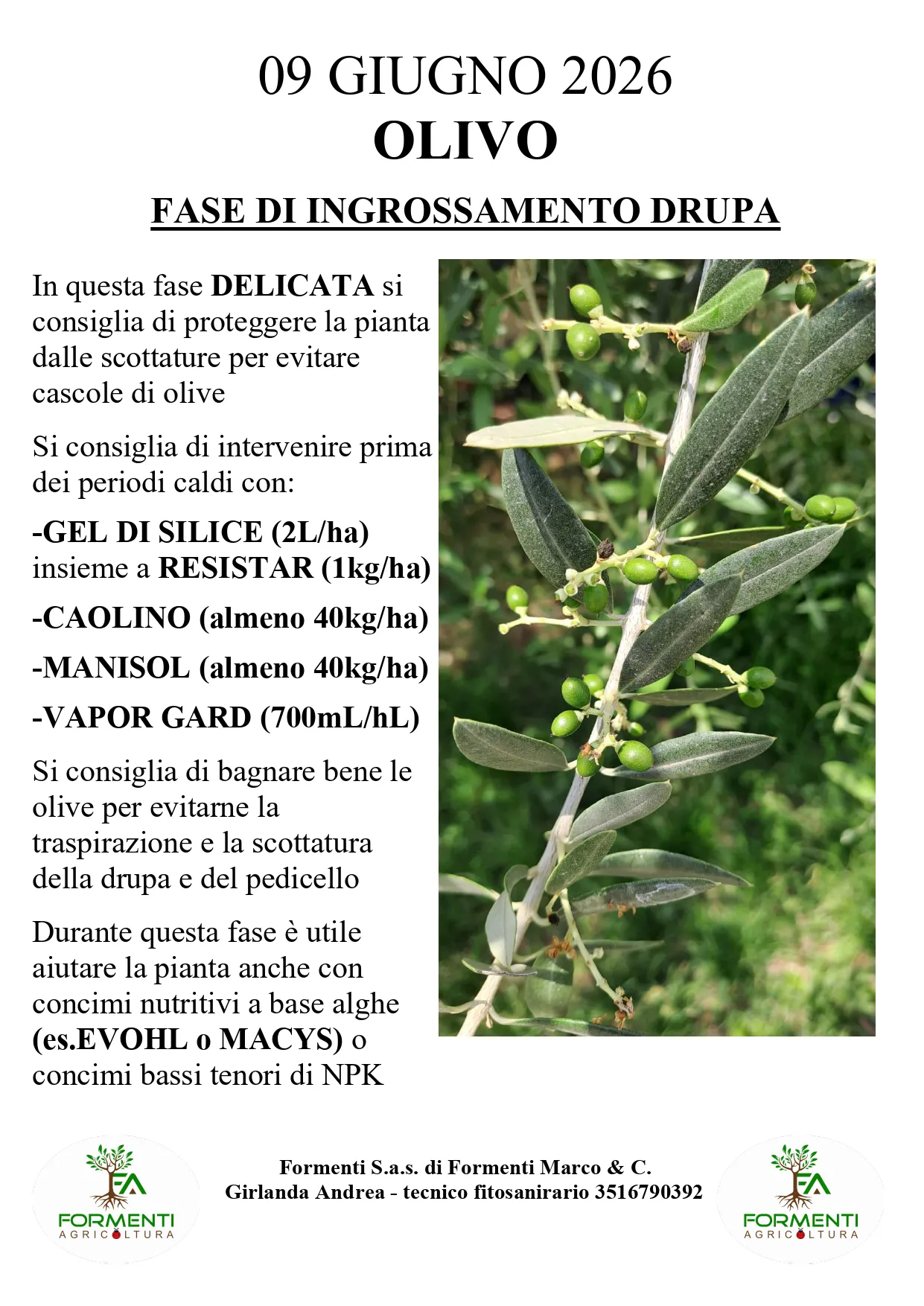 Olivo