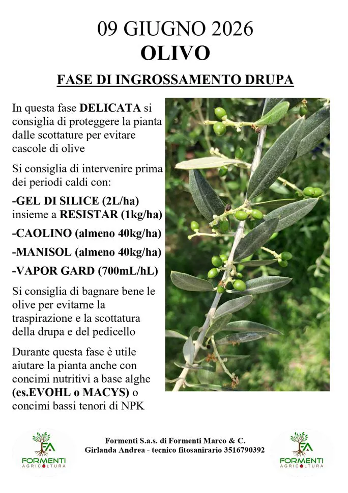 Olivo