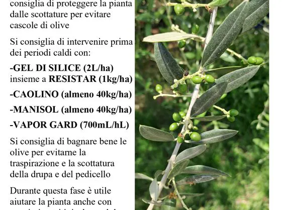 Olivo