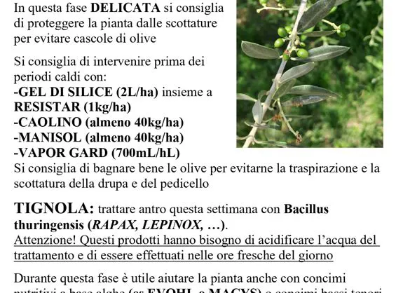 Olivo