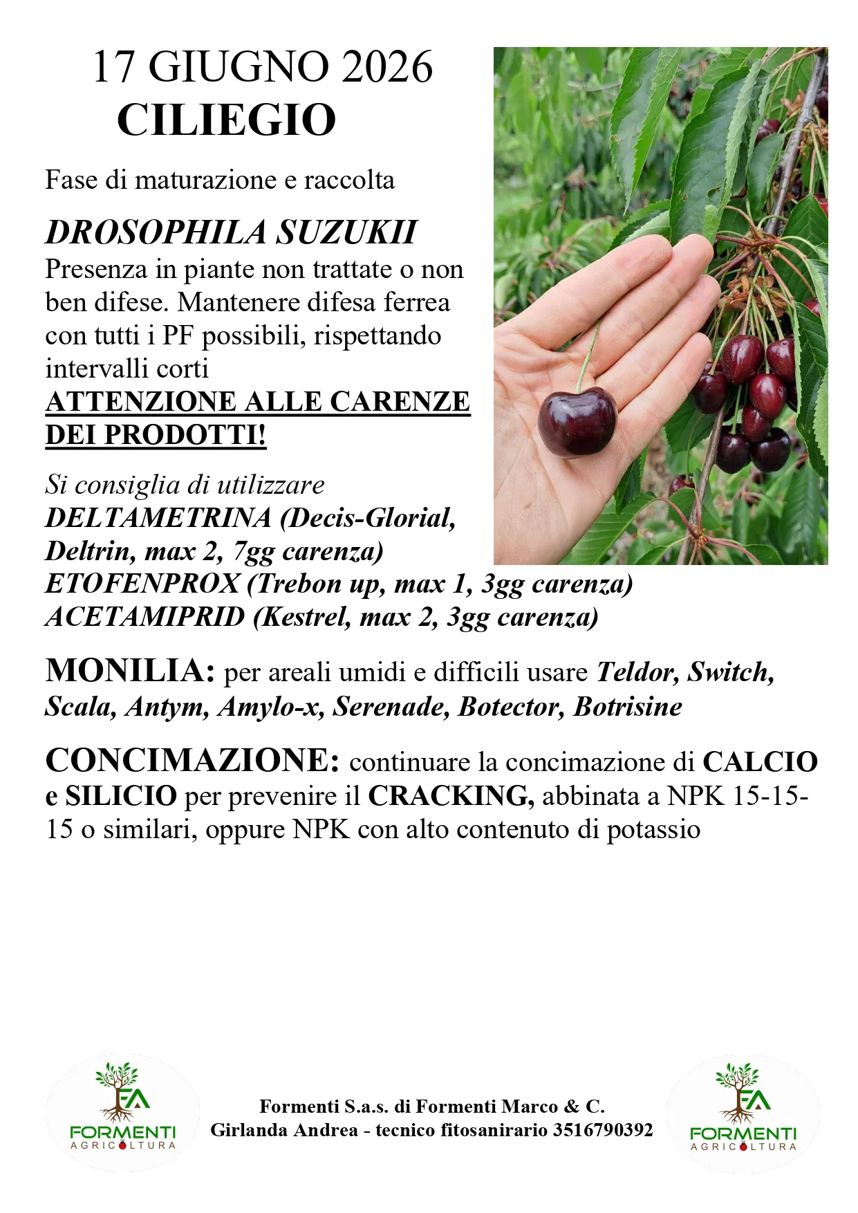 Ciliegio