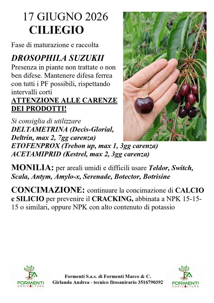 Ciliegio