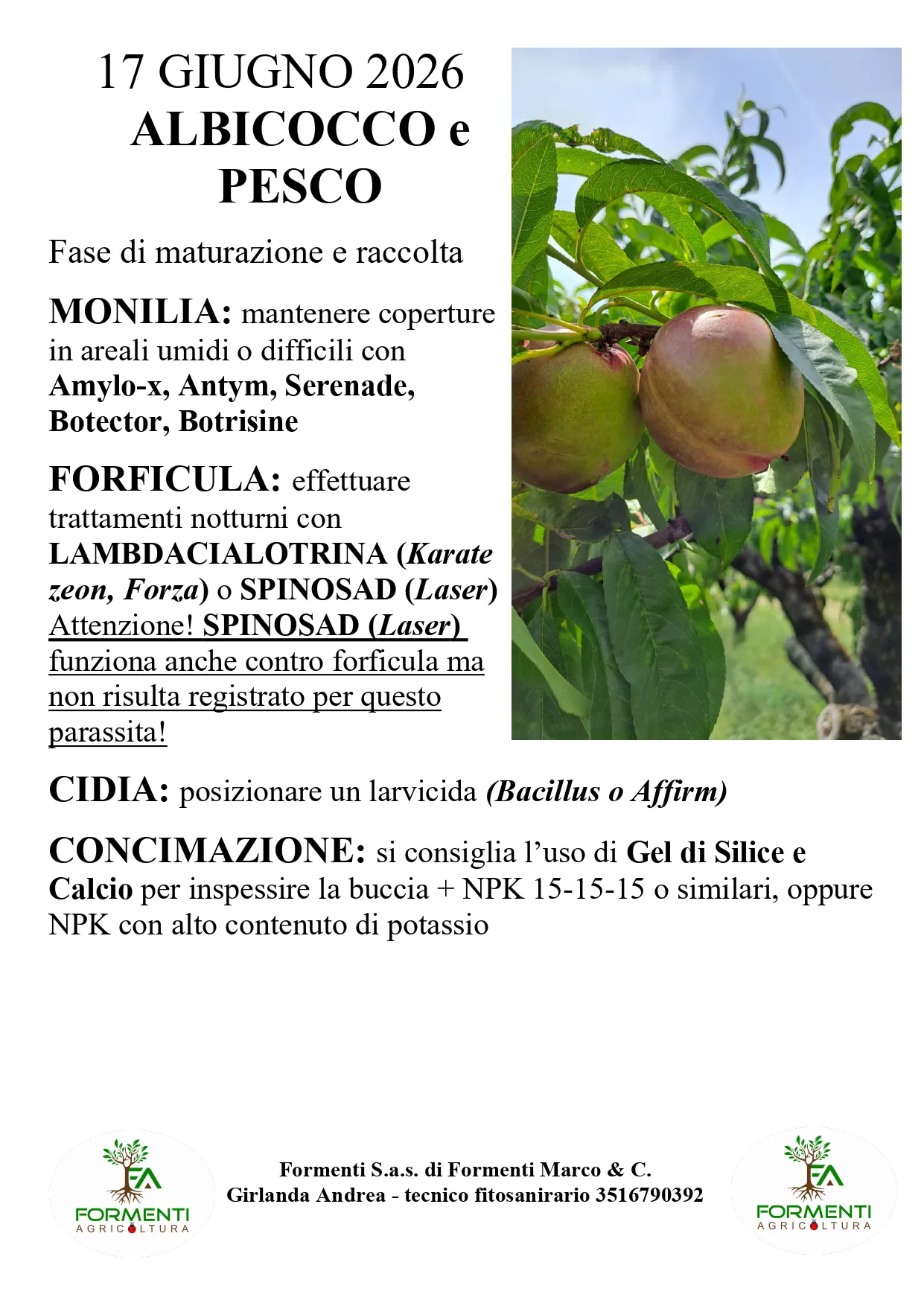 Albicocco e pesco