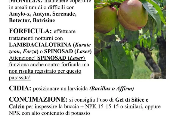 Albicocco e pesco