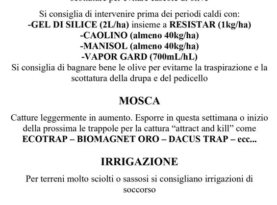 Olivo