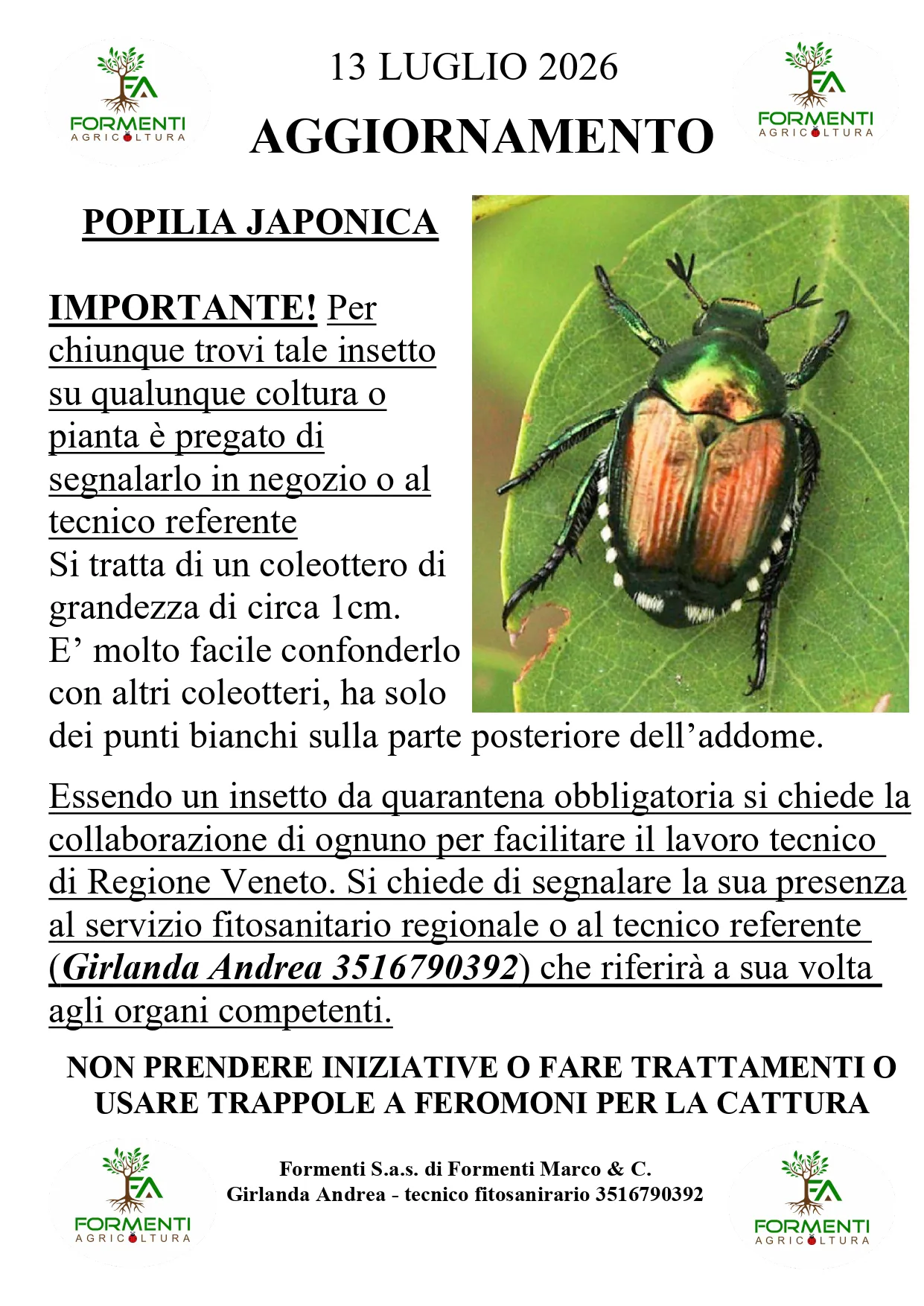 Popilia Japonica