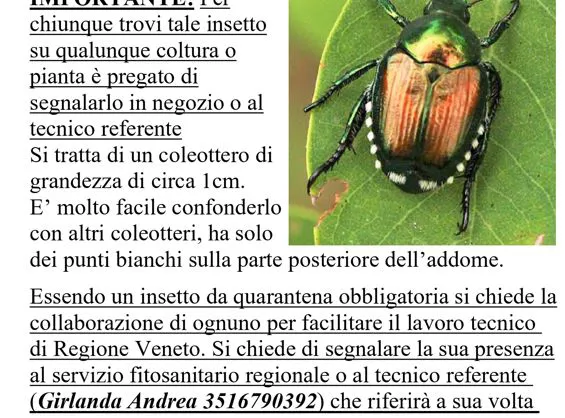 Popilia Japonica